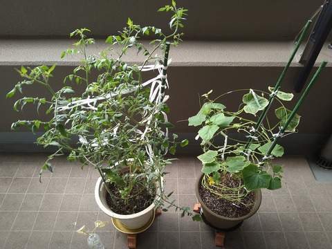 image-Home-Garden-Challenge-Cucumber_0924_1