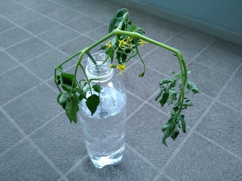 image-Home-Garden-Challenge-Cucumber_1009_5