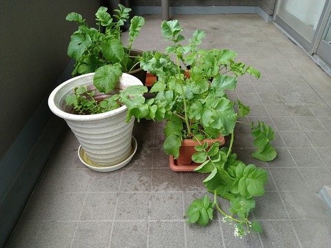 image-Home-Garden-Challenge-Radish_0611_3