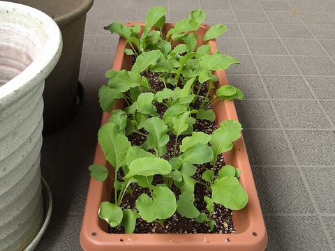 image-Home-Garden-Challenge-Radish_0425_5