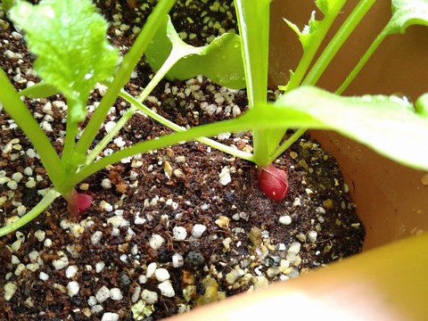 image-Home-Garden-Challenge-Radish_0503_3