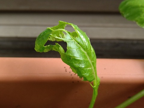 image-Green-invaders-devouring-the-komatsuna-greens_2