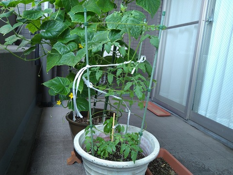 image-Home-Garden-Challenge-Cucumber_0815_2