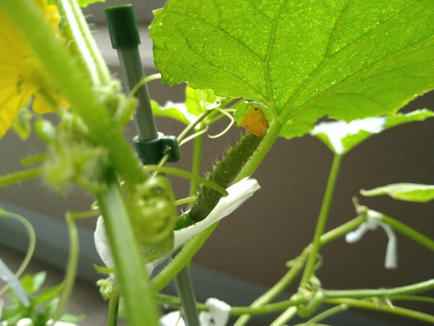 image-Home-Garden-Challenge-Cucumber_1007_3