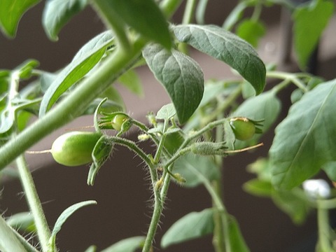 image-Home-Garden-Challenge-Cucumber_0922_2