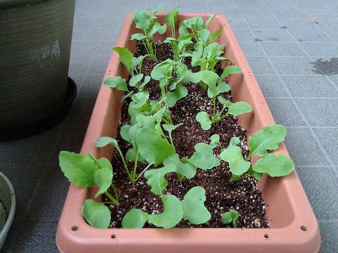 image-Home-Garden-Challenge-Radish_0421_9