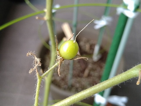 image-Home-Garden-Challenge-Cucumber_1027_2