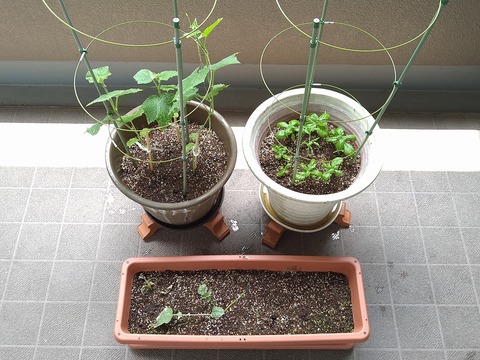image-Home-Garden-Challenge-Radish_0705_1