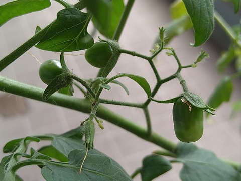 image-Home-Garden-Challenge-Cucumber_0929_2