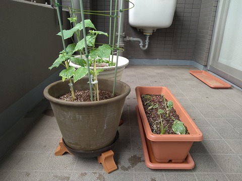 image-Home-Garden-Challenge-Radish_0703_5