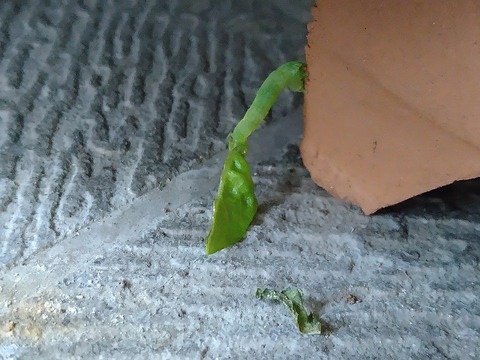 image-Home-Garden-Challenge-Cucumber_1023_3