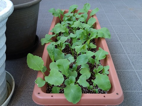 image-Home-Garden-Challenge-Radish_0424_5
