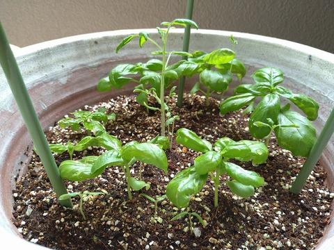 image-Home-Garden-Challenge-Radish_0706_3