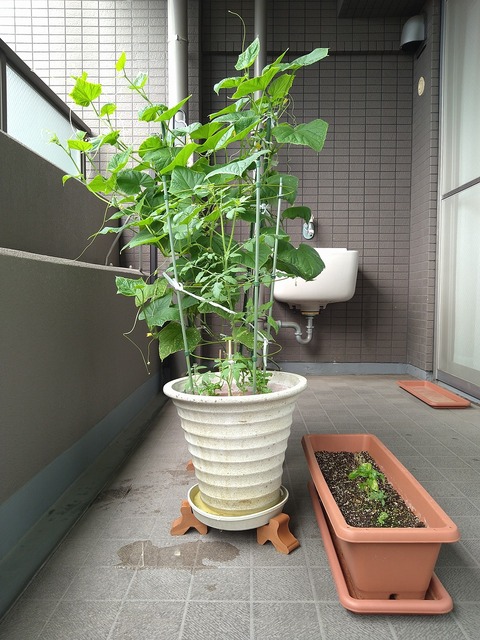image-Home-Garden-Challenge-Cucumber_0813_5