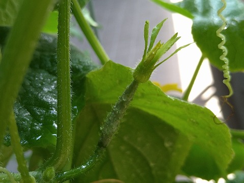 image-Home-Garden-Challenge-Cucumber_0816_4