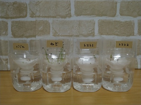 image-Plastic-bottle-hydroponic-cultivation_1119_1