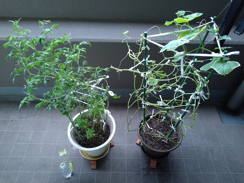 image-Home-Garden-Challenge-Cucumber_0918_1