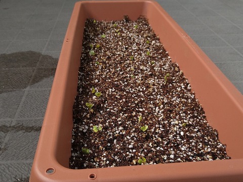image-Home-Garden-Challenge-Radish_0407_3