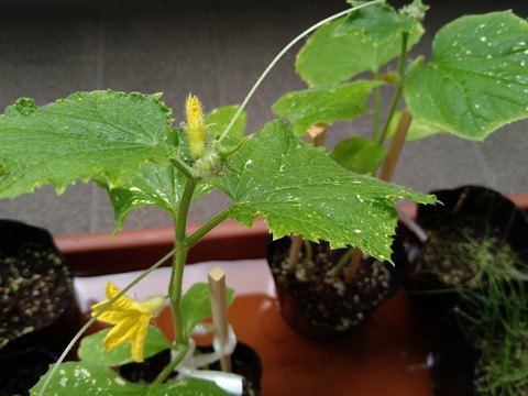 image-Home-Garden-Challenge-Radish_0625_3