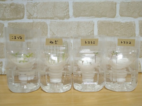 image-Plastic-bottle-hydroponic-cultivation_1220_1