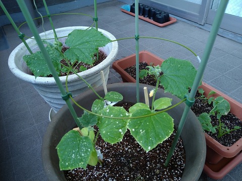 image-Home-Garden-Challenge-Radish_0628_4