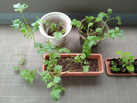 image-Home-Garden-Challenge-Radish_0619_1