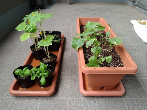 image-Home-Garden-Challenge-Radish_0626_4