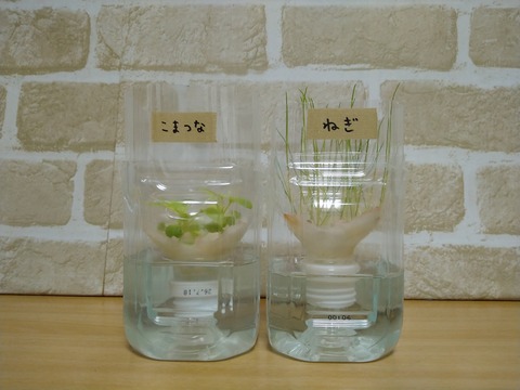 image-Plastic-bottle-hydroponic-cultivation_0115_1