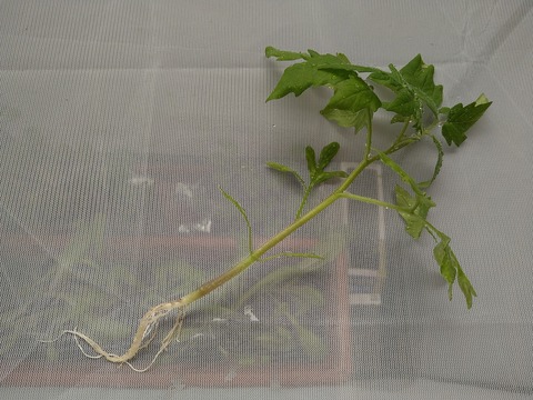 image-I-planted-tomato-seedlings-in-plastic-bottles_2