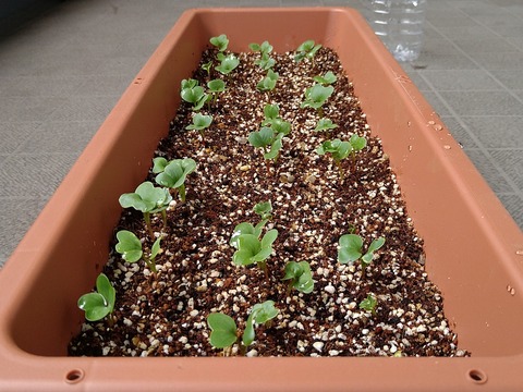 image-Home-Garden-Challenge-Radish_0410_3