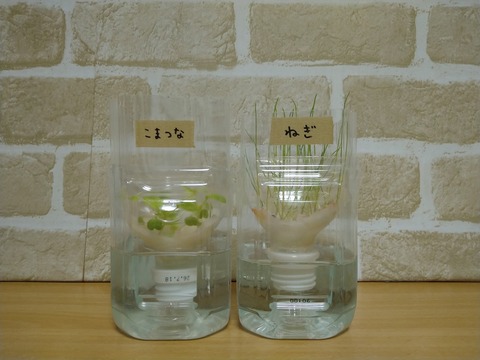 image-Plastic-bottle-hydroponic-cultivation_0114_1