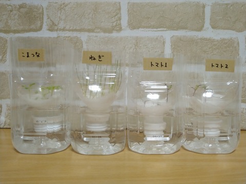 image-Plastic-bottle-hydroponic-cultivation_1219_1