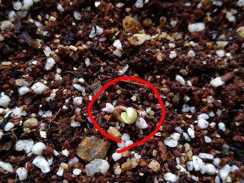 image-Home-Garden-Challenge-Radish_0406_3