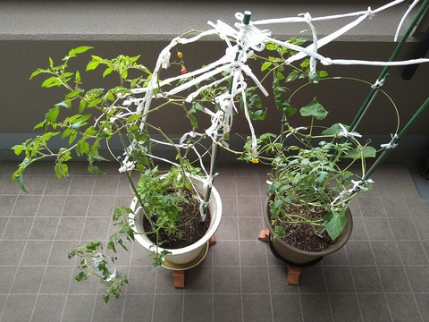 image-Home-Garden-Challenge-Cucumber_1020_1