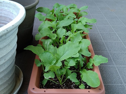 image-Home-Garden-Challenge-Radish_0429_4