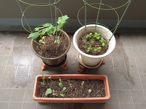 image-Home-Garden-Challenge-Radish_0702_1