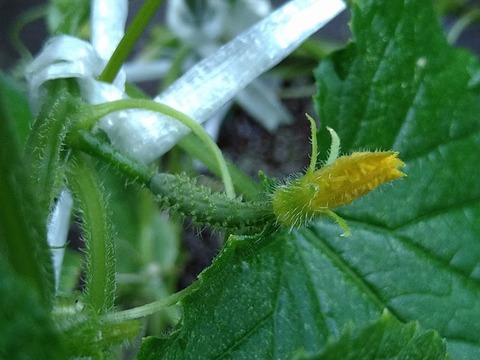 image-Home-Garden-Challenge-Cucumber_0930_3