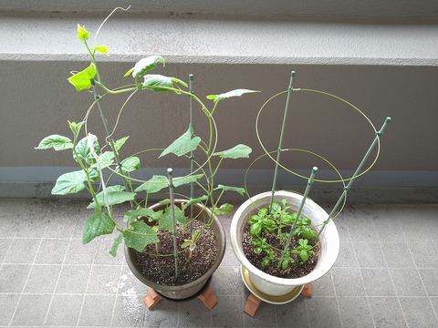 image-Home-Garden-Challenge-Cucumber_0713_1