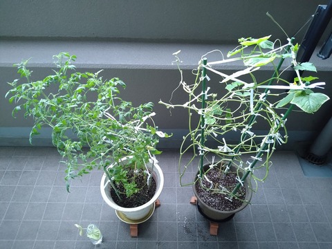 image-Home-Garden-Challenge-Cucumber_0919_1