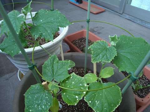 image-Home-Garden-Challenge-Radish_0630_3