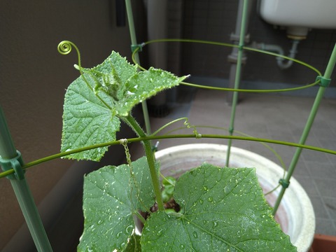 image-Home-Garden-Challenge-Radish_0705_4