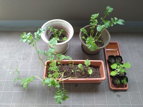 image-Home-Garden-Challenge-Radish_0613_1