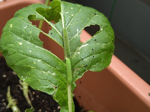 image-Green-invaders-devouring-the-komatsuna-greens_5