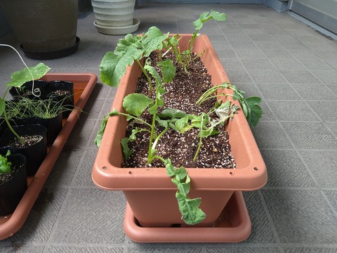 image-Home-Garden-Challenge-Radish_0620_2