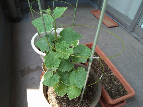 image-Home-Garden-Challenge-Radish_0706_4