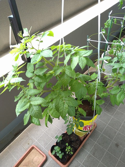 image-The-potato-leaves-are-starting-to-wither_1