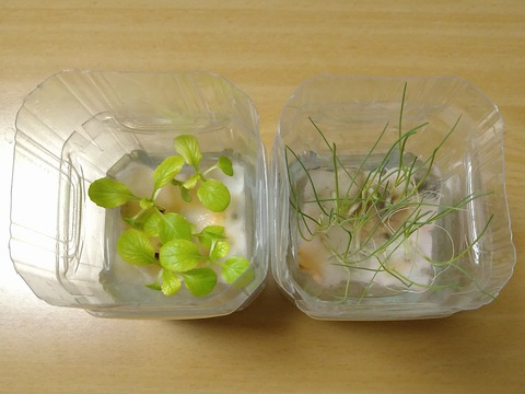 image-Plastic-bottle-hydroponic-cultivation_0121_2