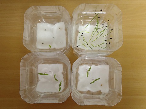 image-Plastic-bottle-hydroponic-cultivation_1125_2