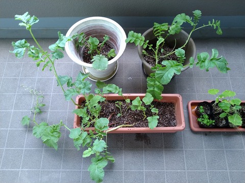 image-Home-Garden-Challenge-Radish_0618_1