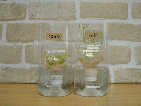 image-Plastic-bottle-hydroponic-cultivation_0123_1